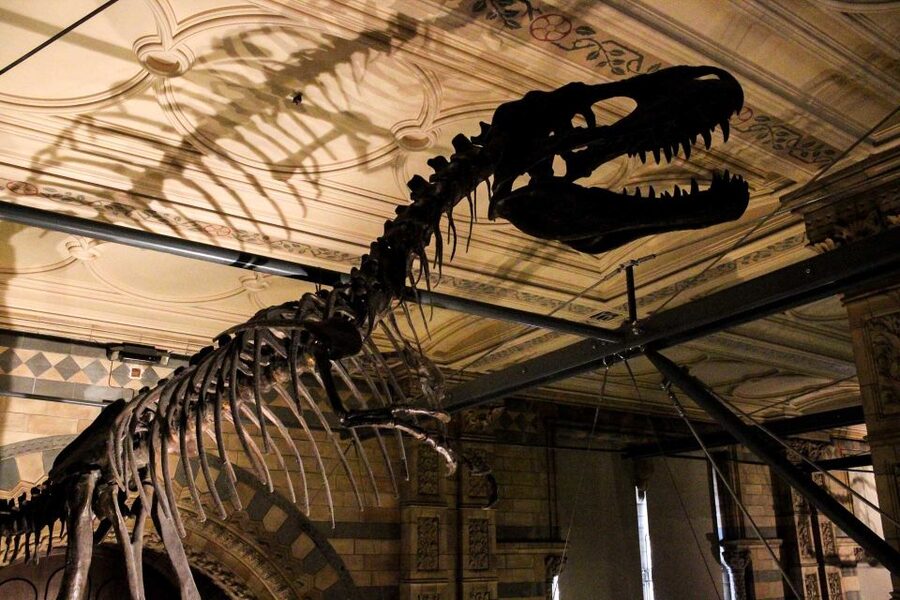 London: Natural History Museum Guided Tour - Pompeii casts and the force of a volcanic disaster