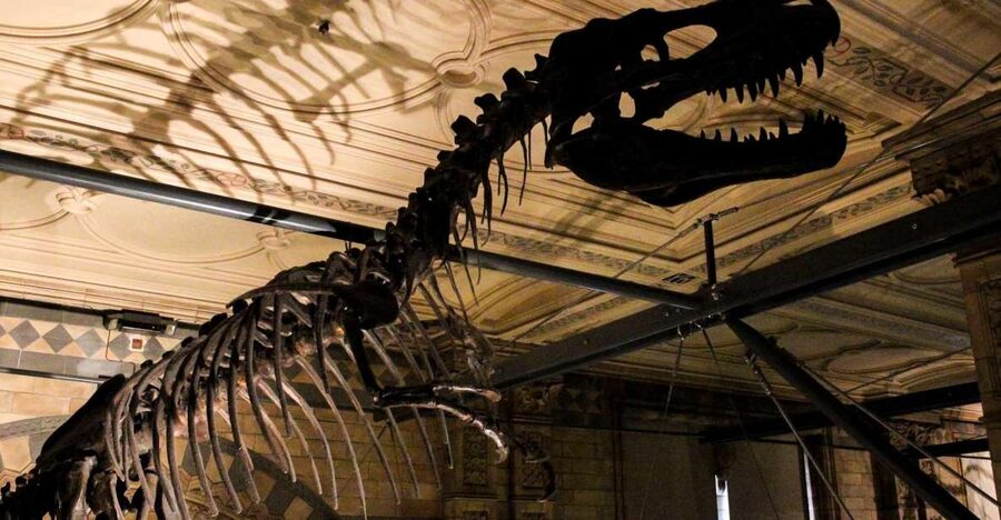 London: Natural History Museum Guided Tour - The opening journey from Earth to human origins