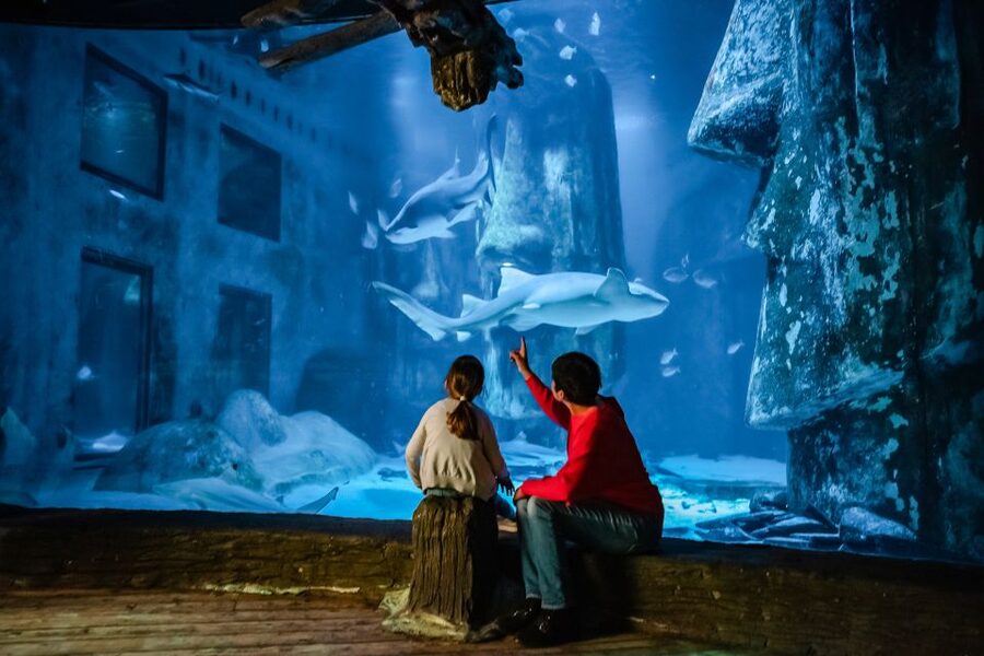 London: SEA LIFE Entry Ticket - What SEA LIFE London feels like inside
