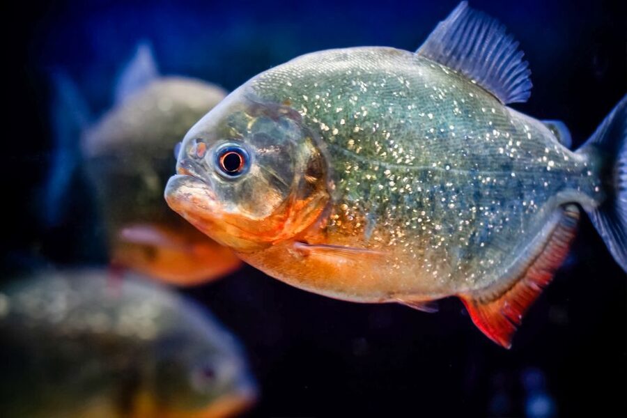 London: SEA LIFE Entry Ticket - Starting with tropical fish and coral-world displays