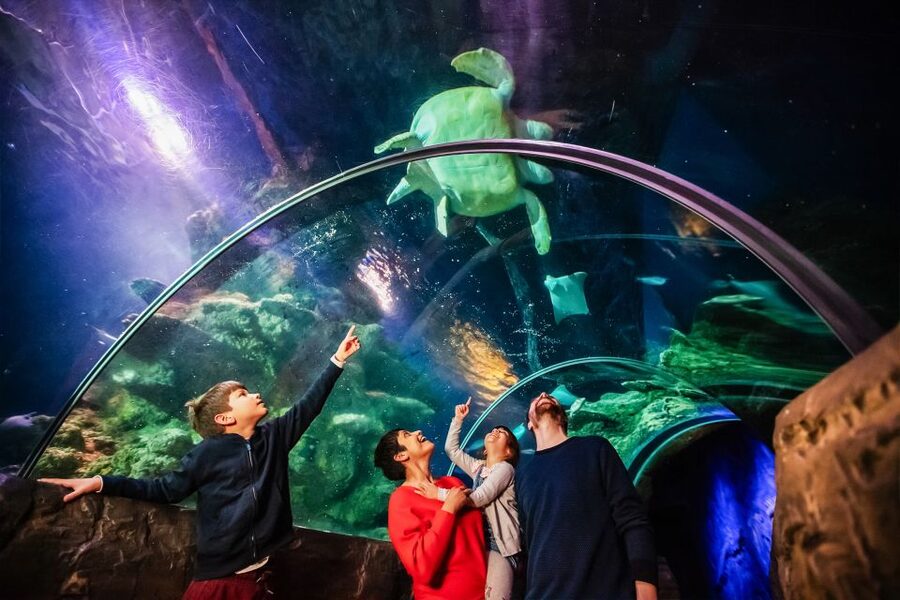 London: SEA LIFE Entry Ticket - Is the $37 price fair?