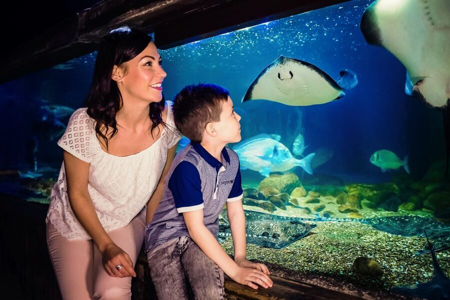 London: SEA LIFE Entry Ticket - Who will enjoy this most?