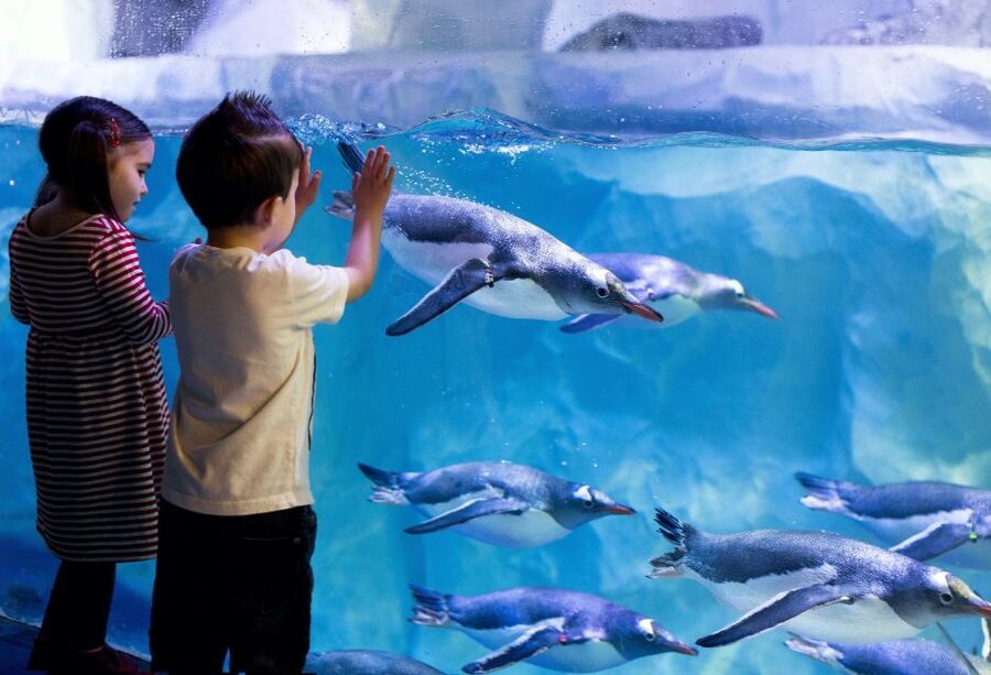 London: SEA LIFE & London Eye Combo Ticket - Choosing the best time for the Eye