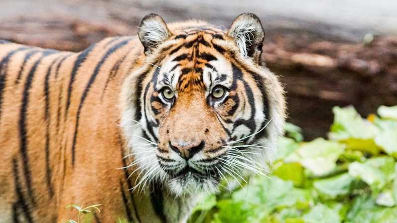 London Zoo: Entry Ticket - Food, seating, and practical comfort