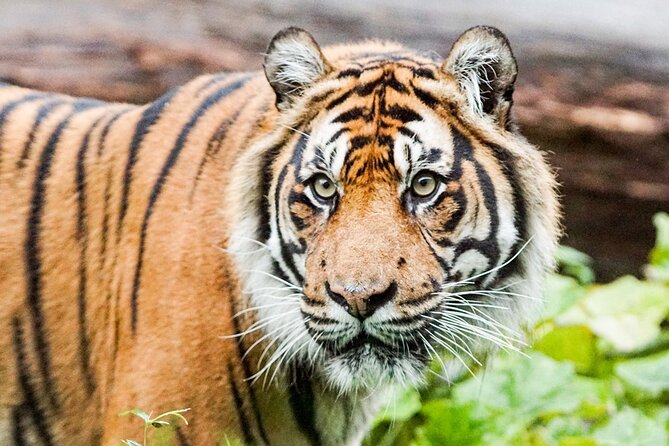 London Zoo: Entry Ticket - Land of the Lions and Tiger Territory
