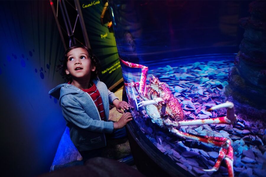 Manchester: SEA LIFE Entrance Ticket - Key points to know before you go