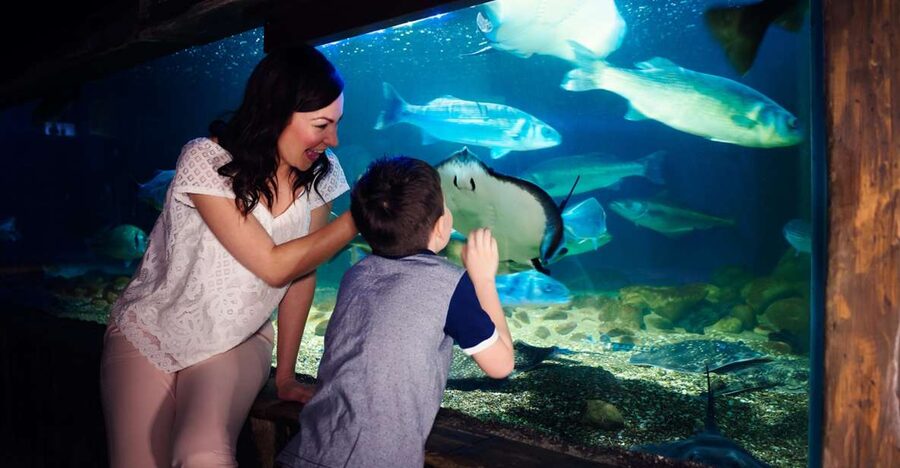 Manchester: SEA LIFE Entrance Ticket - Rocky Hideout brings the underwater caves down to child height