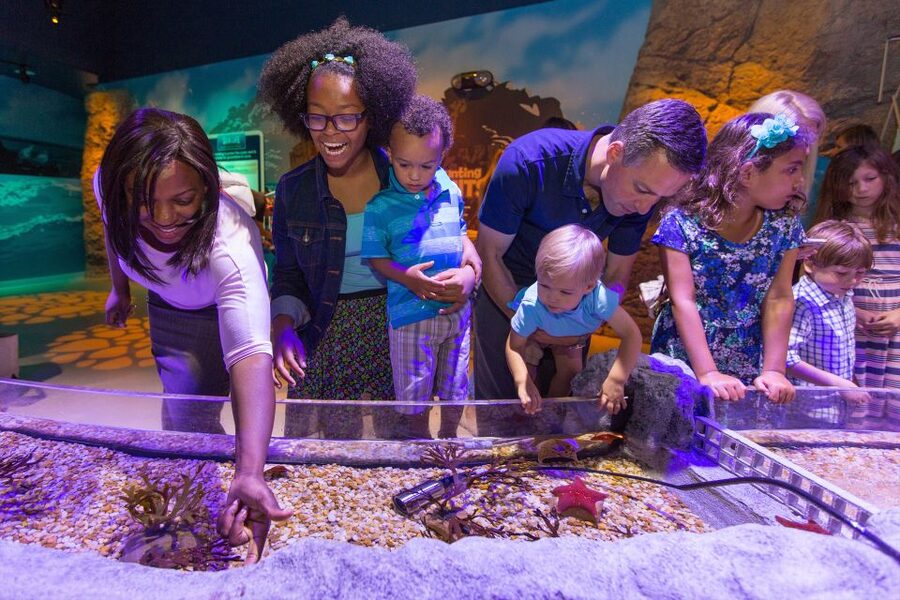 Manchester: SEA LIFE Entrance Ticket - Turtle Beach explains a sea turtle’s life cycle