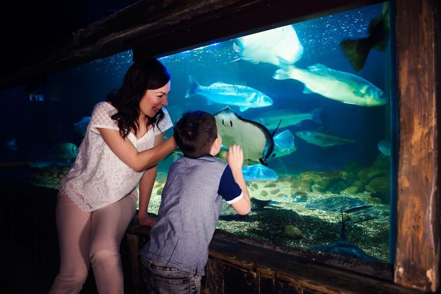 Manchester: SEA LIFE Entrance Ticket - Sharks, jellyfish, and smaller creatures keep the route varied