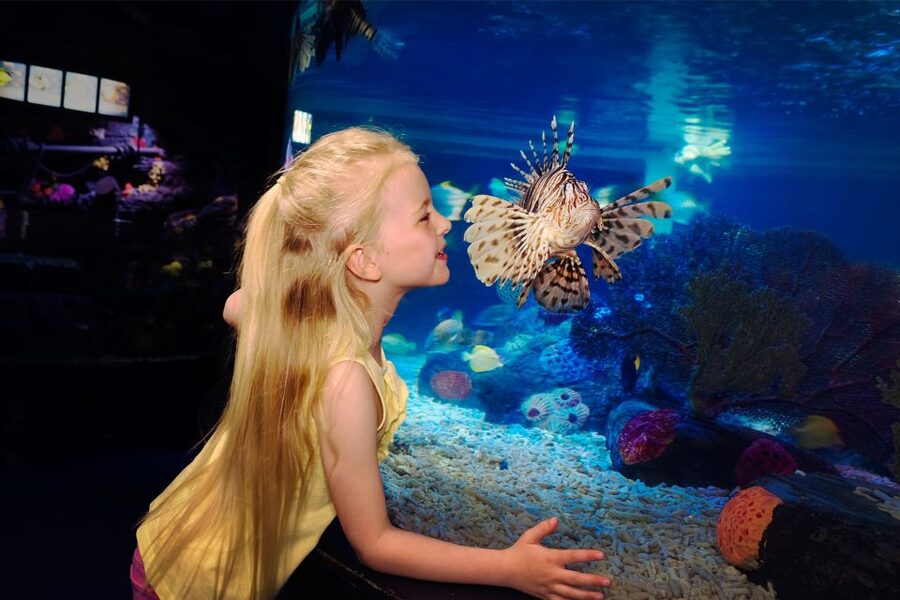 Manchester: SEA LIFE Entrance Ticket - Is $21 good value for a 1.5 to 2 hour visit?