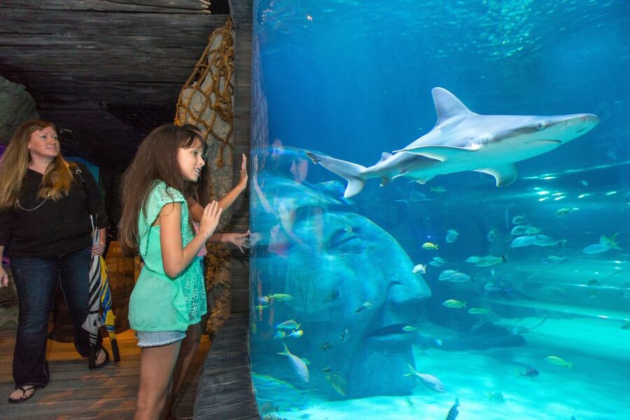 Manchester: SEA LIFE Entrance Ticket - The Ocean Tunnel puts you beneath the action