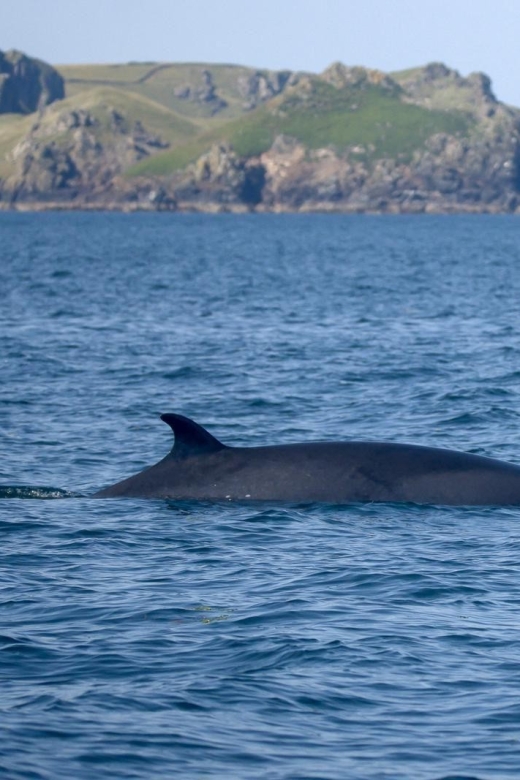 Padstow: Guided RIB Sealife Safari - Key points to know before you go