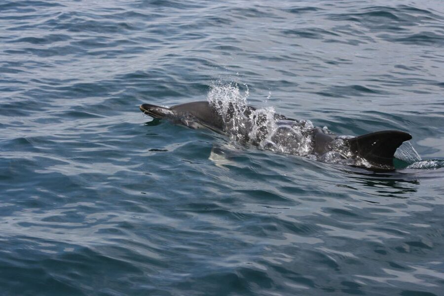 Padstow: Guided RIB Sealife Safari - Is $60 good value for two hours?
