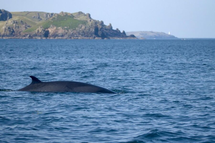 Padstow: Guided RIB Sealife Safari - Twenty-five miles of wild North Cornwall