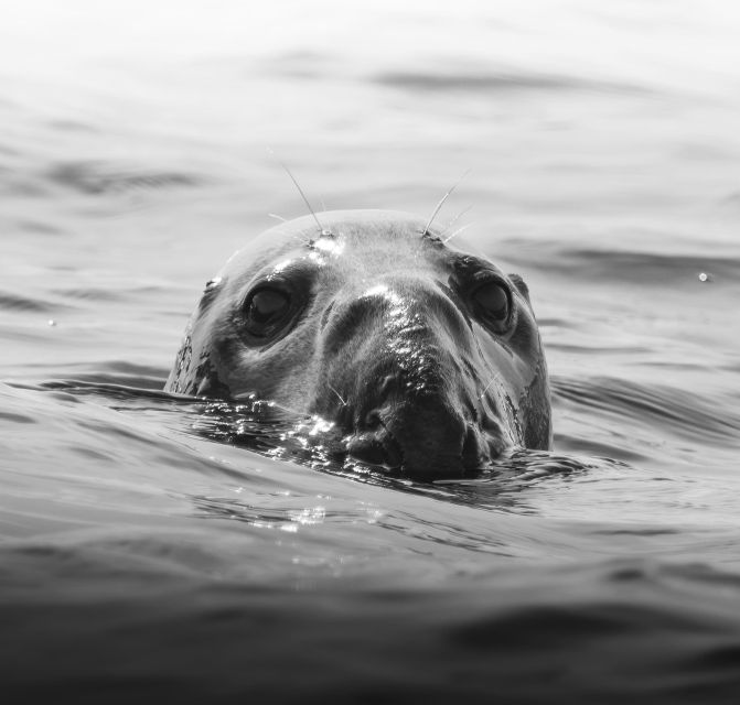 Penzance: Land's End Boat Tour with Wildlife Guides - Why this Penzance boat trip is more than a wildlife search