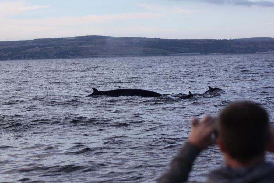 Penzance: Land's End Boat Tour with Wildlife Guides - Porthcurno and the Minack Theatre from the water