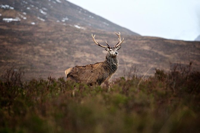 Private Glencoe Driving Tour from Edinburgh - Loch Tulla offers a classic Highland viewpoint