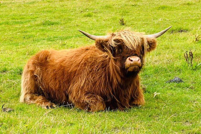 Private Invergordon Shore Excursion with Cawdor Castle (12 max) - What the private format is worth