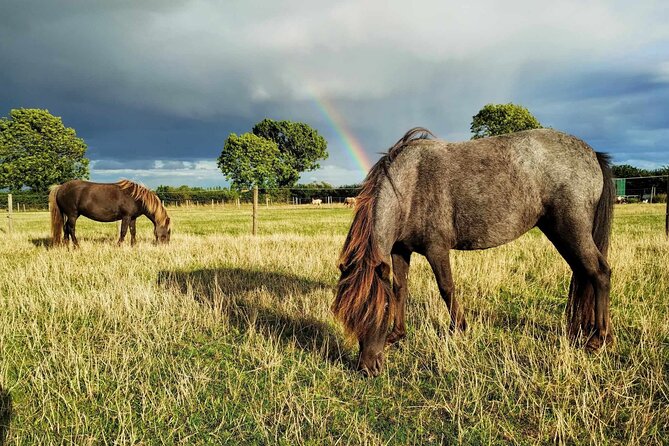 Private Miniature Horse Walking near Lincoln - Meeting Stella and the Falabellas near Walcott