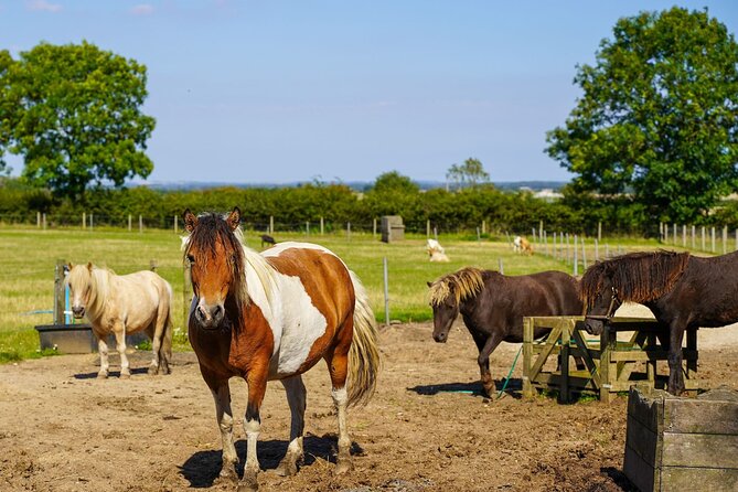 Private Miniature Horse Walking near Lincoln - How the private format changes the experience