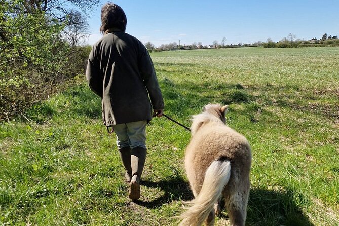 Private Miniature Horse Walking near Lincoln - Price and what your money covers