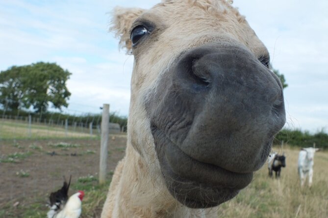 Private Miniature Horse Walking near Lincoln - Who will enjoy this most
