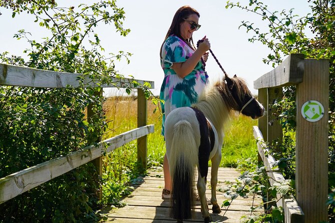 Private Miniature Horse Walking near Lincoln - Grooming first, walking second