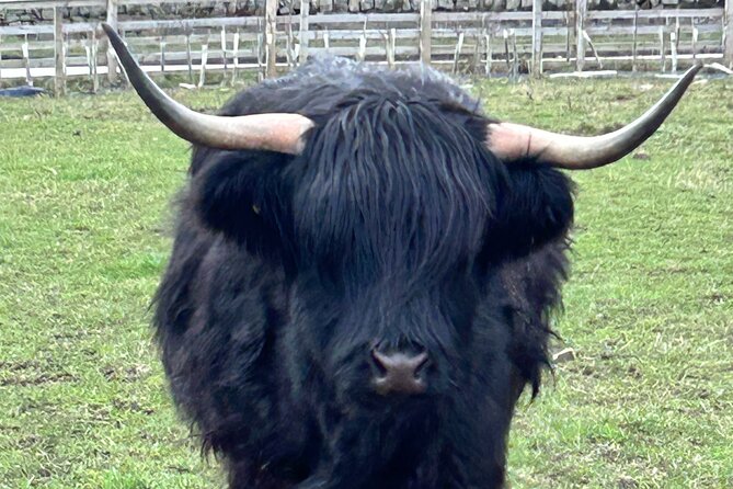 Private Tour Loch Lomond Stirling and the Kelpies from Glasgow - Pollok Country Park and the Highland cows
