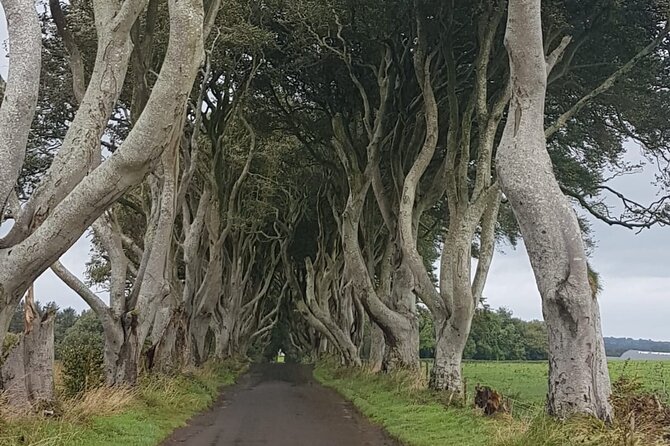 Private tour of the Antrim coast , Giants Causeway and Game of Throne locations - A private day along Northern Ireland’s north coast
