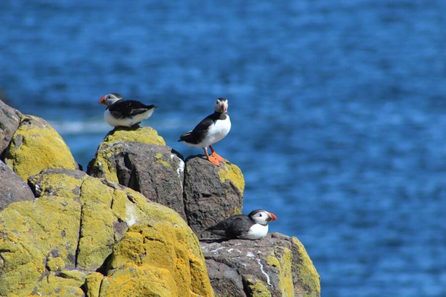 Queensferry: Maid of the Forth 1.5-Hour Sightseeing Cruise - Wildlife watching on the Firth