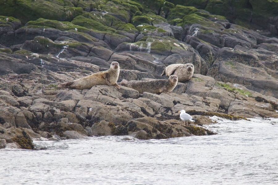 Queensferry: Maid of the Forth 1.5-Hour Sightseeing Cruise - Comfort, food, and service on board