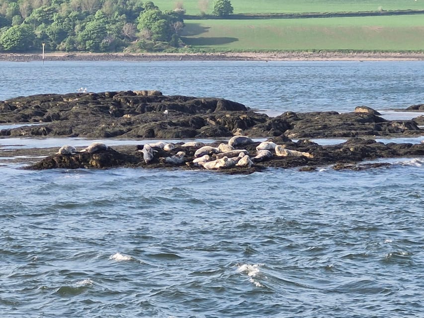 Queensferry: Sightseeing Cruise to Inchcolm Island - Should you book the Queensferry Inchcolm cruise?
