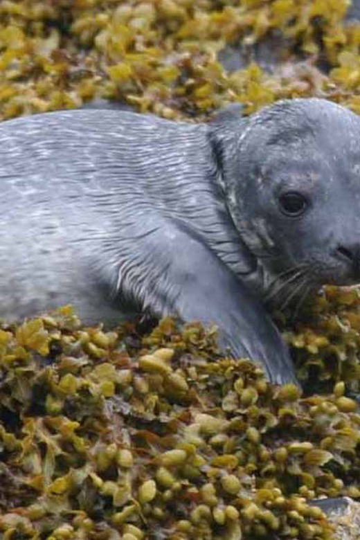 Scottish Highlands: Isle of Skye Glass-Bottom Boat Tour - What the Seaprobe Atlantis experience is really like