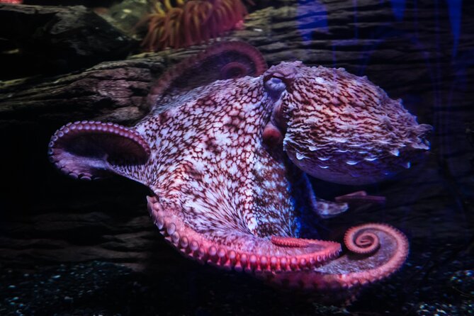 SEA LIFE Birmingham Admission Ticket - Walking through the 360° Ocean Tunnel