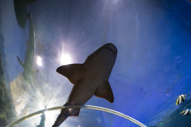 SEA LIFE Birmingham Admission Ticket - Is $26.05 a fair price?