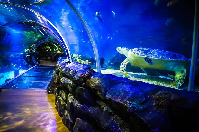 SEA LIFE Birmingham Admission Ticket - Gentoo penguins bring the most personality