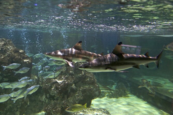 SEA LIFE Blackpool Admission Ticket - The ocean tank and Blackpool’s sharks