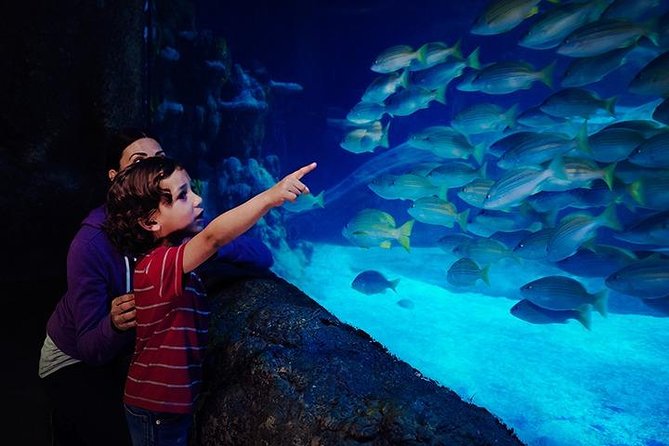 SEA LIFE Blackpool Admission Ticket - Quayside creatures and the first large tanks