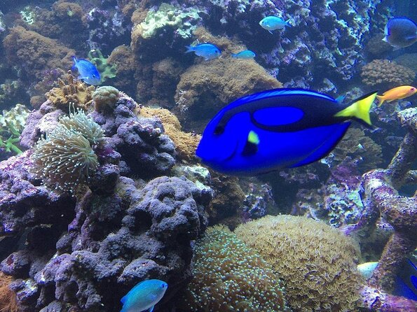 SEA LIFE Brighton Admission Ticket - From Brighton’s Victorian Arcade to a Tropical Rainforest