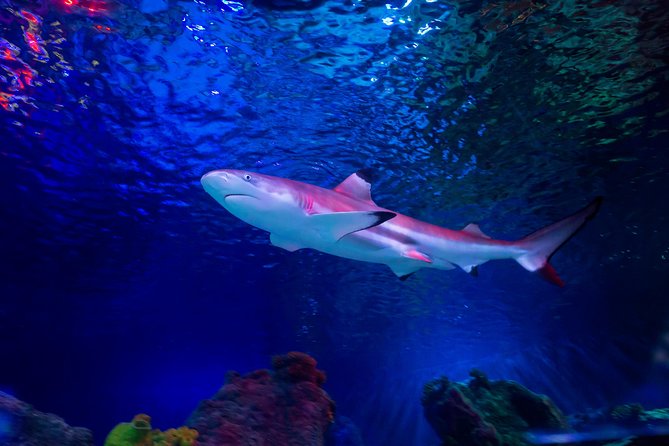 SEA LIFE Loch Lomond General Admission Ticket - The Ocean Tank and Scotland’s shark collection