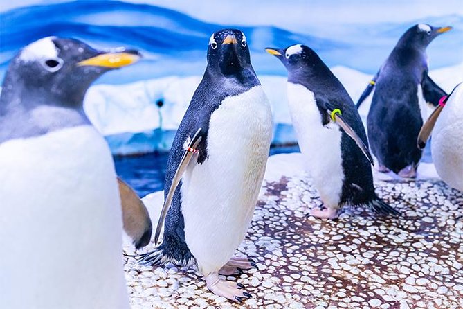 SEA LIFE London Aquarium Admission Ticket - Is the aquarium good value at $38.48?