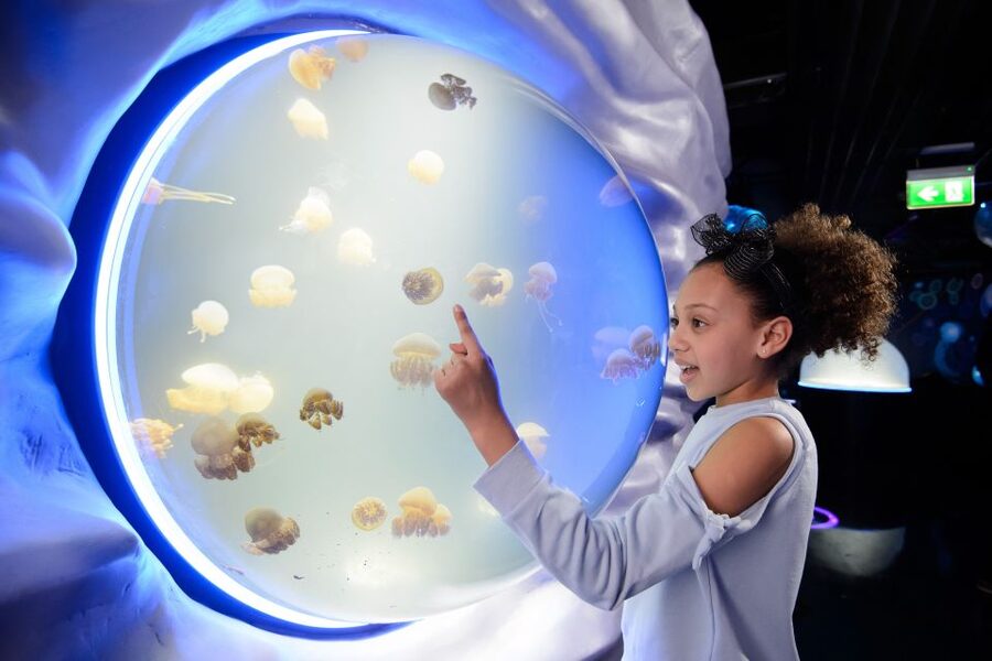 SEA LIFE London & DreamWorks Shrek's Adventure: Combo Ticket - Moving on to Shrek’s Adventure