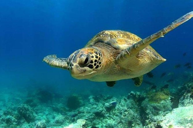 SEA LIFE Manchester Admission Ticket - What your £17 or $22 admission gets you