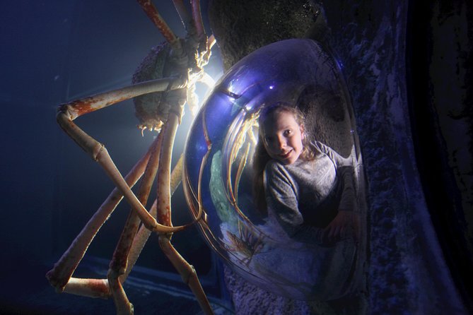 SEA LIFE Manchester Admission Ticket - Moon jellyfish glow in a color-changing tank