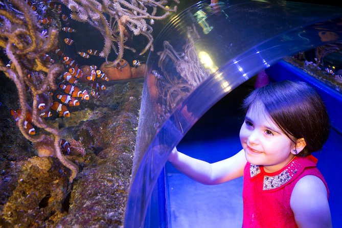 SEA LIFE Manchester Admission Ticket - Octopus Prime and the first shark encounters
