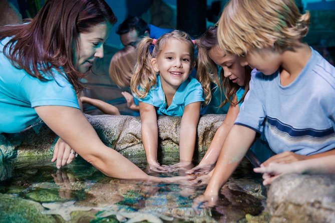 SEA LIFE Manchester Admission Ticket - Stingray Bay brings the animals close to the action