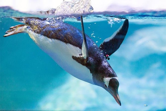 SEA LIFE Manchester Admission Ticket - Turtle Beach starts the visit with a clear story