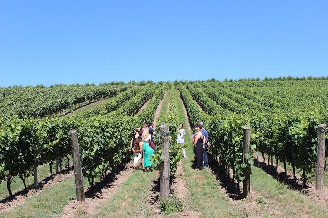 Sussex Vineyard & Winery Bus Tour on Iconic Vintage London Bus - Albourne Estate: still and sparkling wines