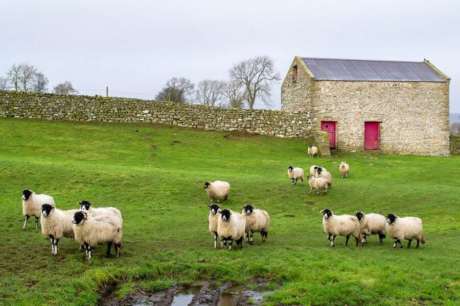 The Yorkshire Dales Tour from York - Practical tips for a smoother day