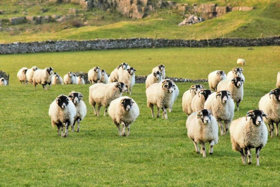 York: "All Creatures Great and Small" Yorkshire Dales Tour - St Michaels in Hubberholme and the wedding setting